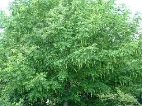 Koelreuteria paniculata