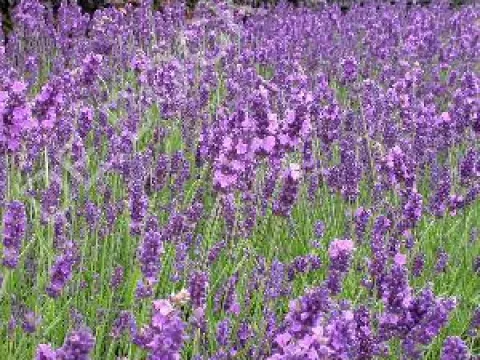 Lavandula angustifolia 'Hidcote'