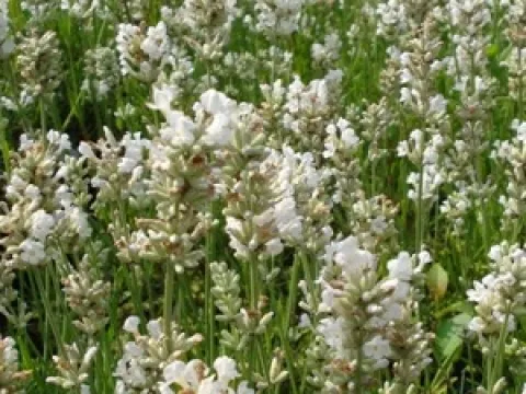 Lavandula angustifolia 'Nana Alba'