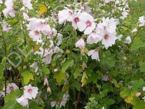 Lavatera 'Barnsley'