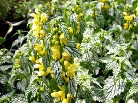 Lamiastrum galeobdolon 'Herman's Pride'