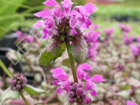 Lamium maculatum 'Beacon Silver'