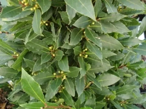 Laurus nobilis