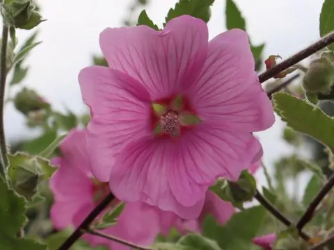 Lavatera olbia 'Rosea'