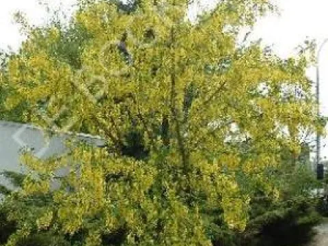 Laburnum watereri 'Vossii'