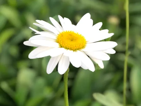 Leucanthemum 'Becky'