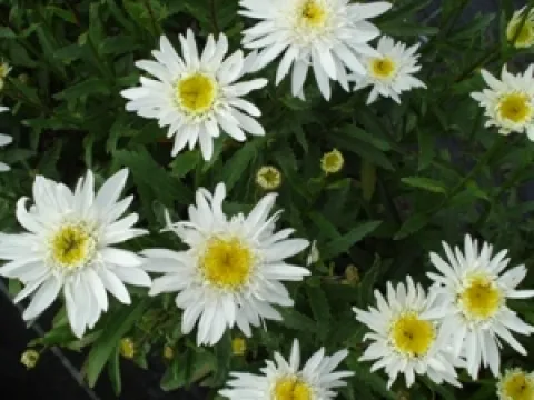 Leucanthemum 'Christine Hagemann'