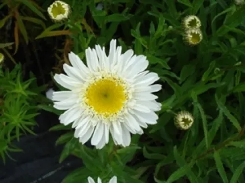 Leucanthemum 'Old Court Variety'