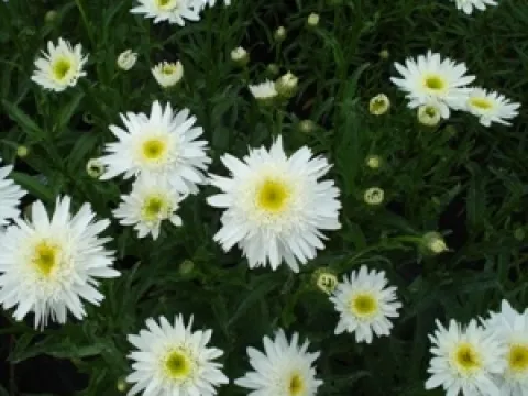 Leucanthemum 'Wirral Supreme'