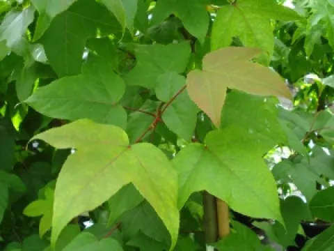 Liquidambar acalycina