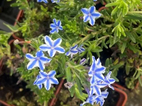 Lithodora diffusa 'Star'