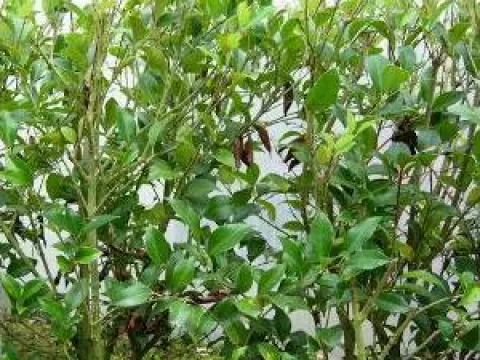 Ligustrum japonicum 'Green Century'