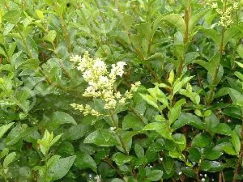 Ligustrum ovalifolium