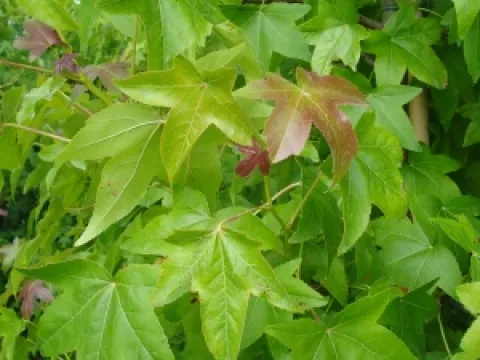 Liquidambar styraciflua 'Moonbeam'