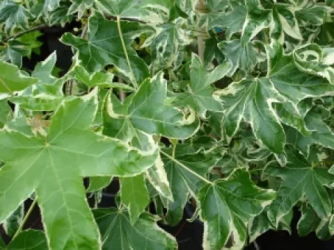 Liquidambar styraciflua 'Silver King'