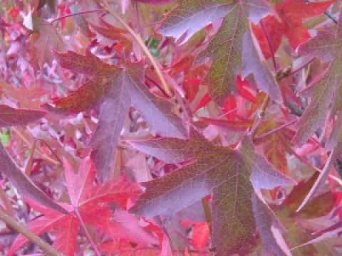Liquidambar styraciflua 'Worplesdon'