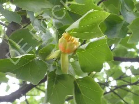 Liriodendron tulipifera