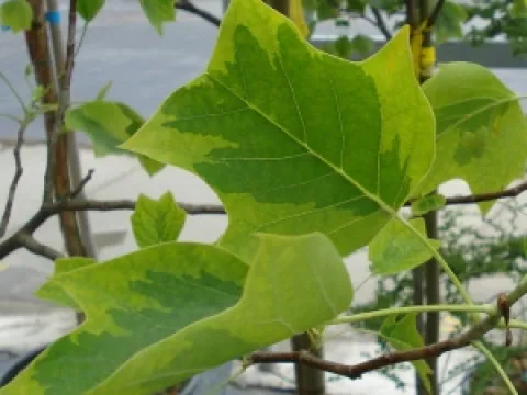 Liriodendron tulipifera 'Aureomarginatum'