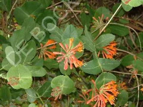 Lonicera brownii 'Dropmore Scarlet'