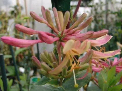 Lonicera heckrottii 'Goldflame'