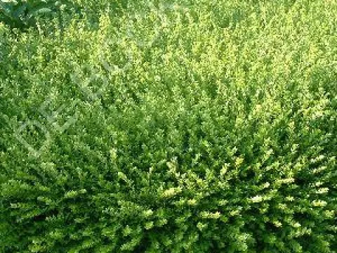 Lonicera nitida 'Maigrun'