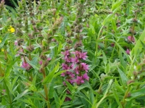 Lythrum salicaria 'Zigeunerblut'