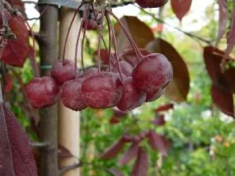 Malus 'Courtarou'