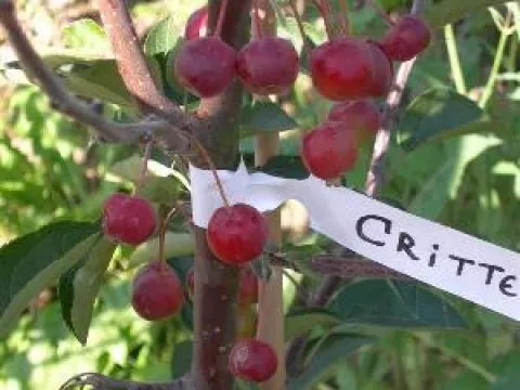 Malus 'Crittenden'