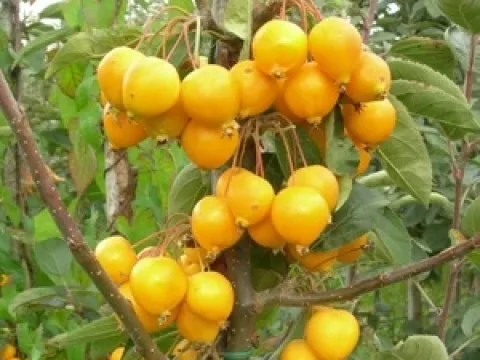 Malus 'Golden Hornet'