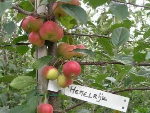 Malus 'Hemelrijk'