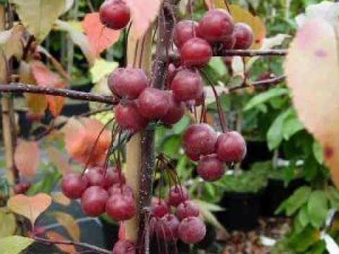 Malus 'Prairiefire'