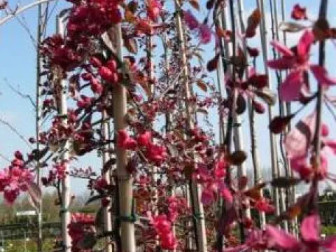 Malus 'Royal Beauty'