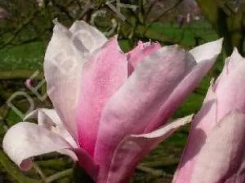 Magnolia 'Royal Crown'
