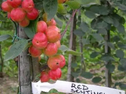 Malus 'Red Sentinel'