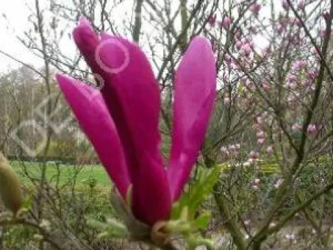 Magnolia 'Susan'