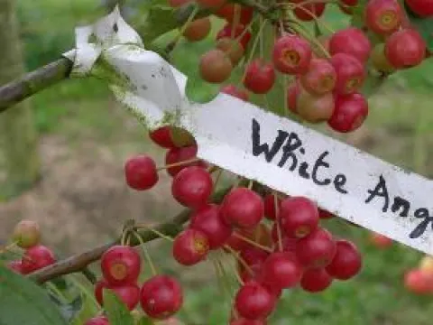 Malus 'White Angel'