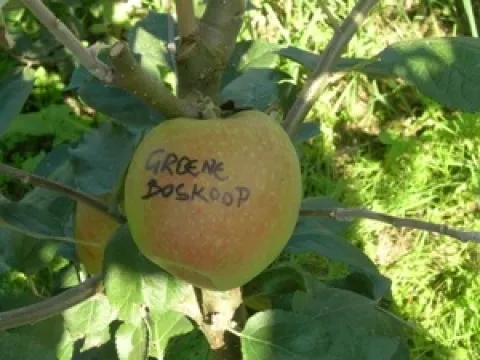 Malus domestica 'Groene Boskoop'