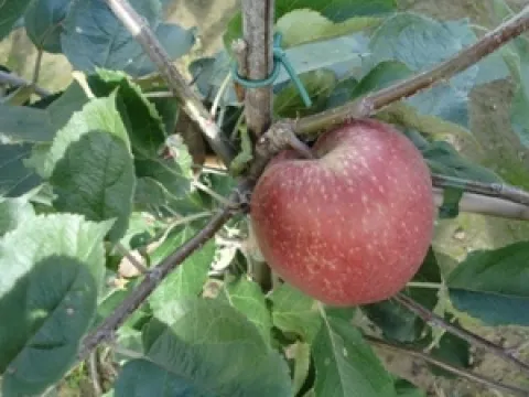 Malus domestica 'Rode Boskoop'