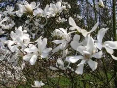 Magnolia kobus