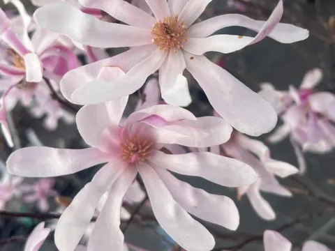 Magnolia loebneri 'Leonard Messel'