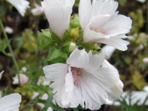 Malva moschata 'Alba'