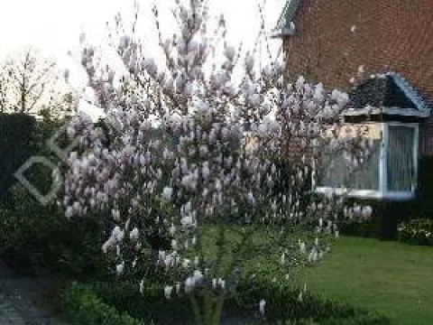 Magnolia soulangeana