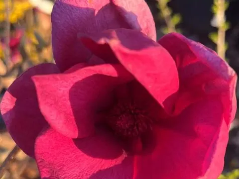 Magnolia soulangeana 'Genie'