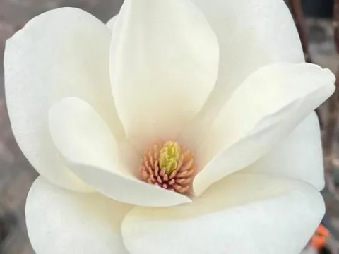 Magnolia soulangeana 'Lennei Alba'
