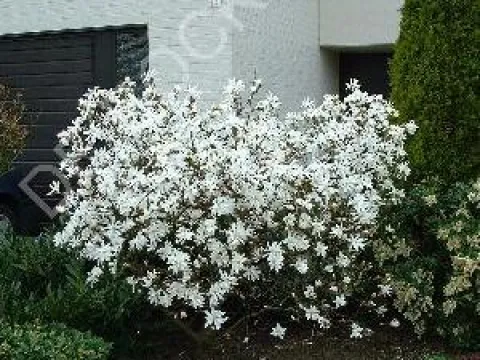 Magnolia stellata