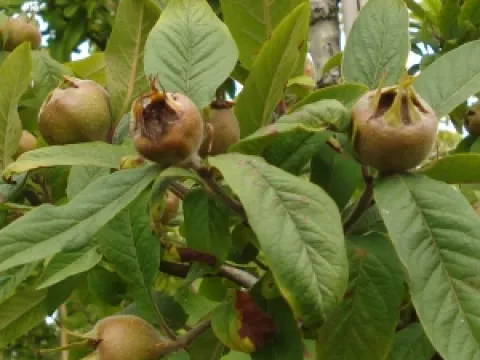 Mespilus germanica