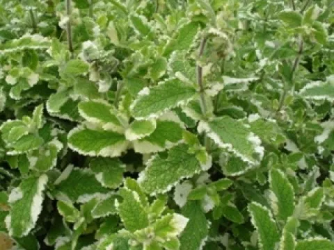 Mentha rotundifolia 'Variegata'
