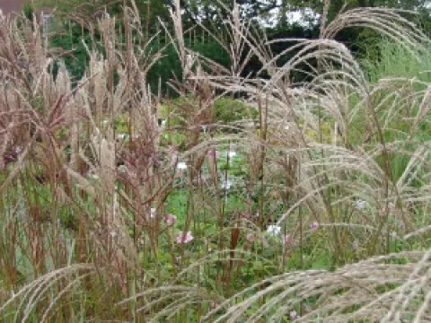 Miscanthus sinensis 'Ferner Osten'