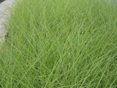 Miscanthus sinensis 'Gracillimus'