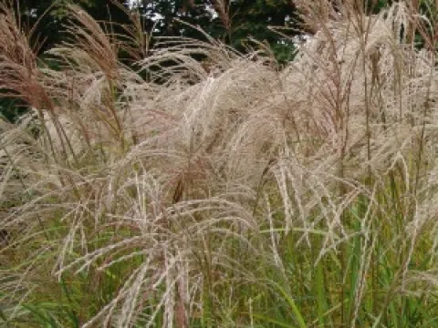 Miscanthus sinensis 'Kleine Fontäne'